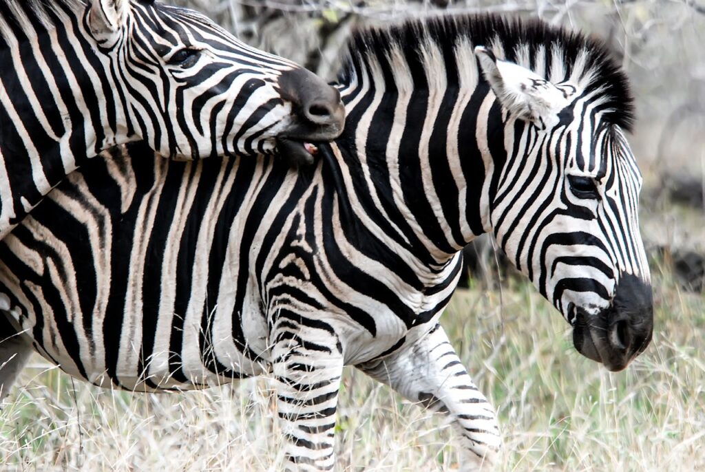 why are zebras stand next to giraffes
