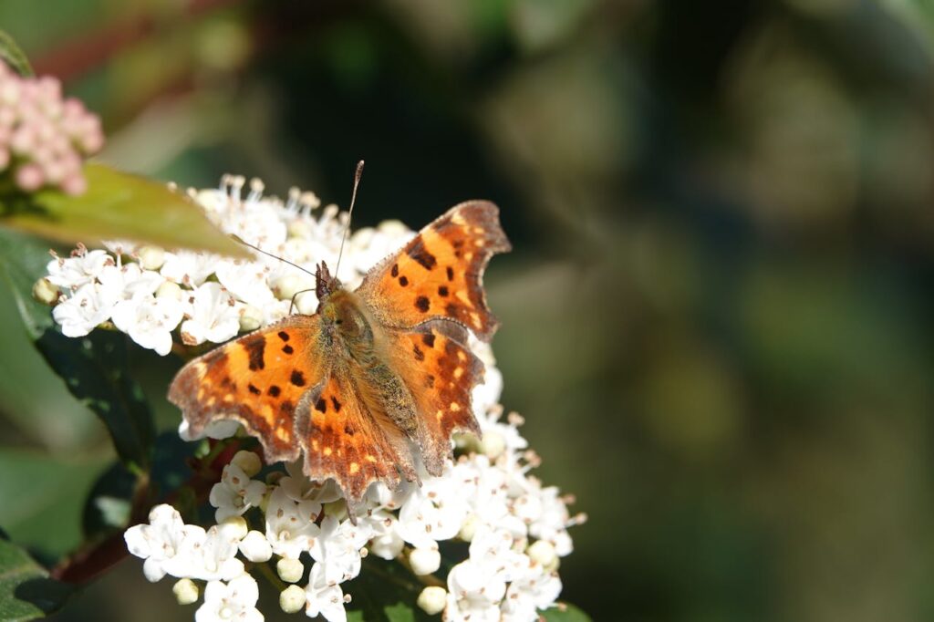 Why Are Butterflies Disappearing? Causes, Consequences, and Solutions